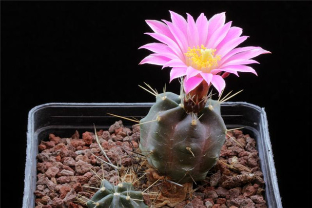 echinocereus-knippelianus-v.-reyesii2