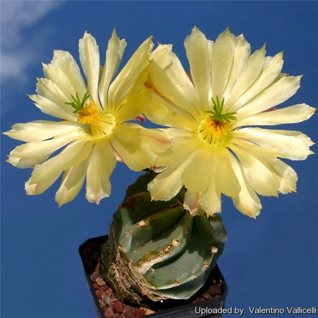 Echinocereus subinermis cv. Spiral2