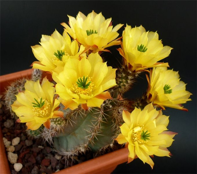 Echinocereus subinermis subs. ochoterenae1