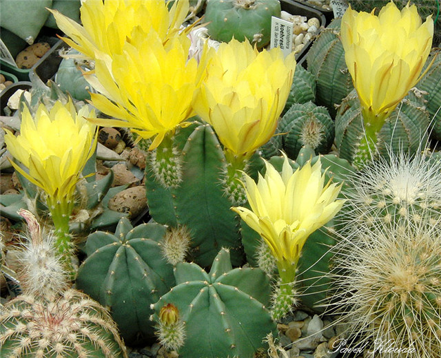 大佛殿/微刺蝦 Echinocereus subinermis