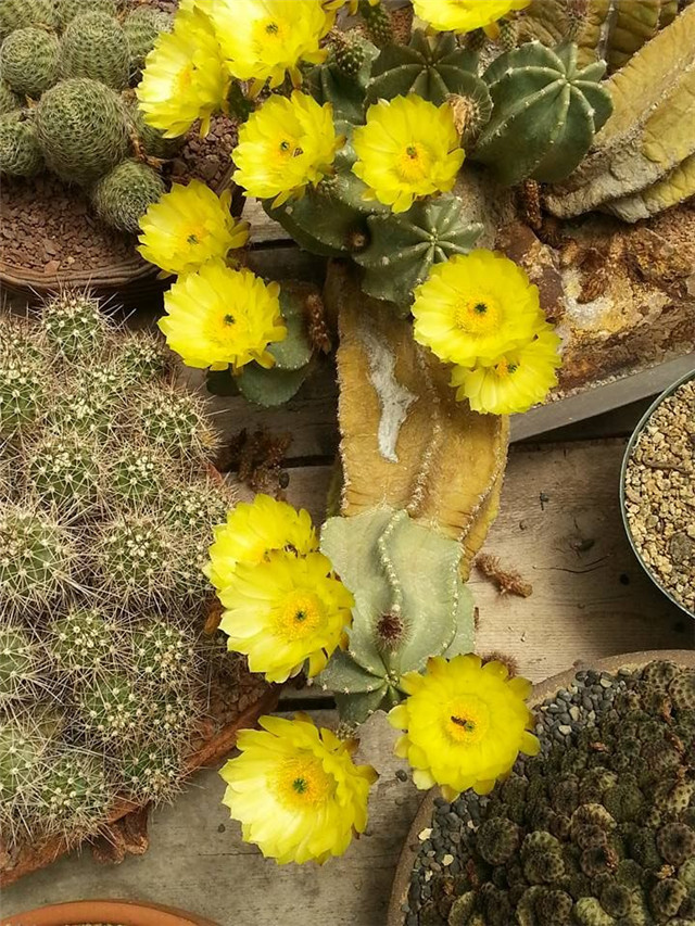 大佛殿/微刺蝦 Echinocereus subinermis