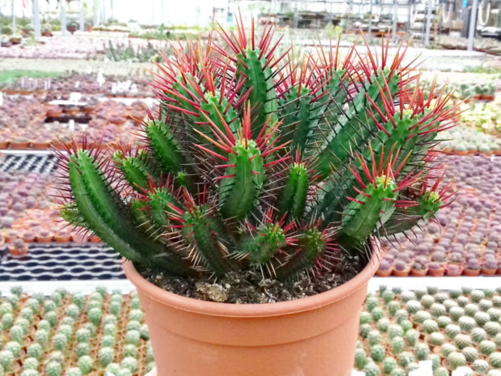 火麒麟 Euphorbia enopla