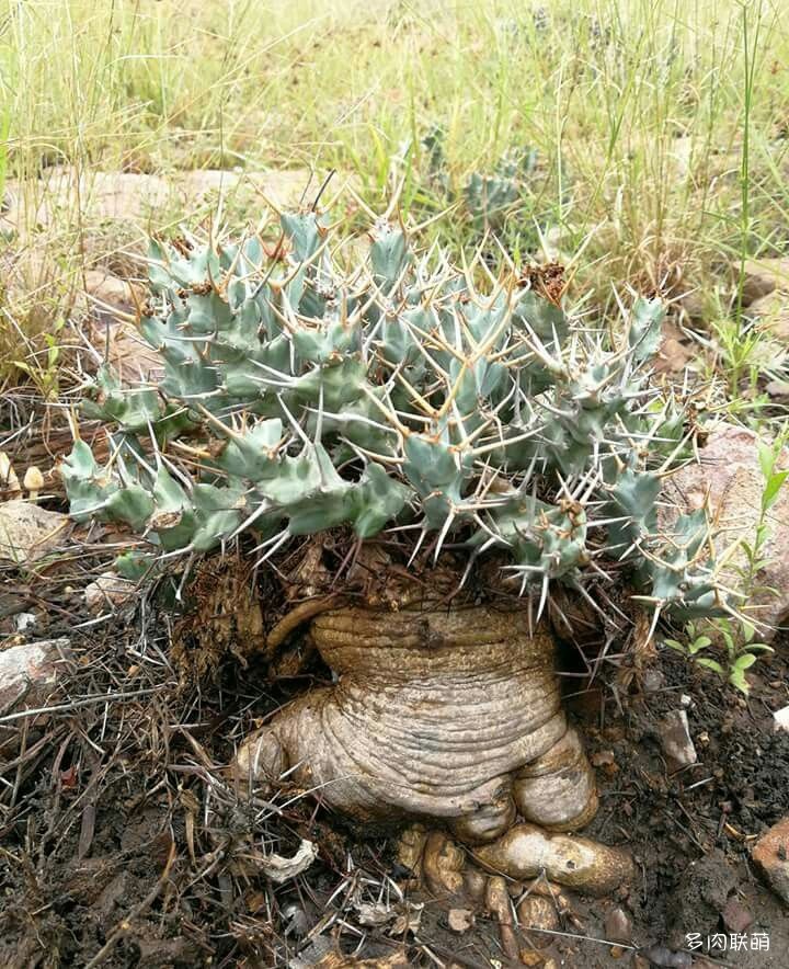 euphorbia-clavigera1