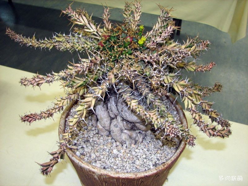 euphorbia-clavigera5