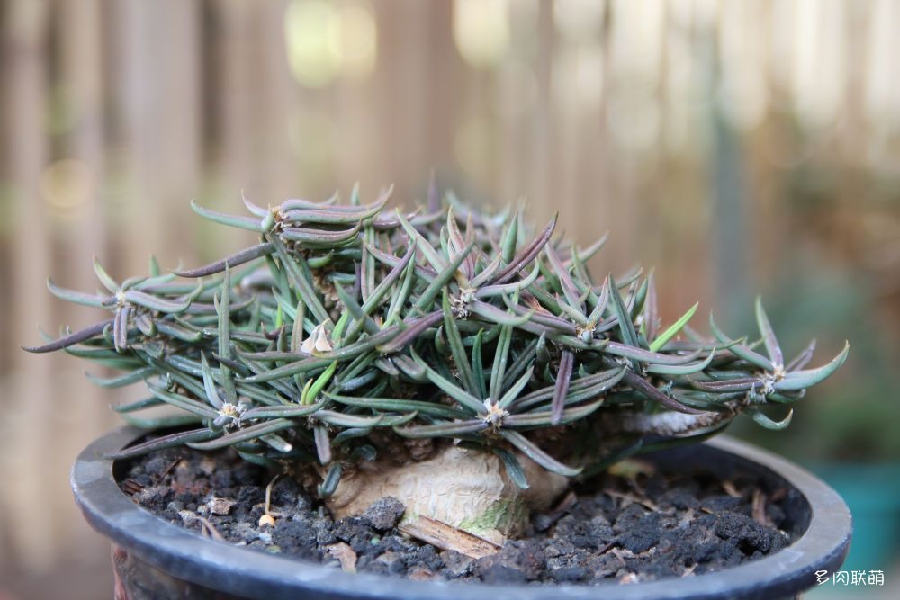 Euphorbia cylindrifolia ssp. tuberifera