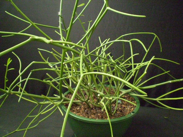 euphorbia-tirucalli