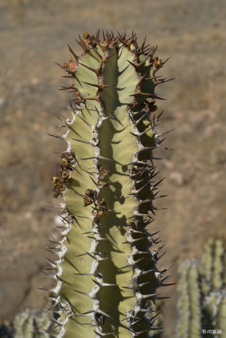 矢毒麒麟 Euphorbia virosa