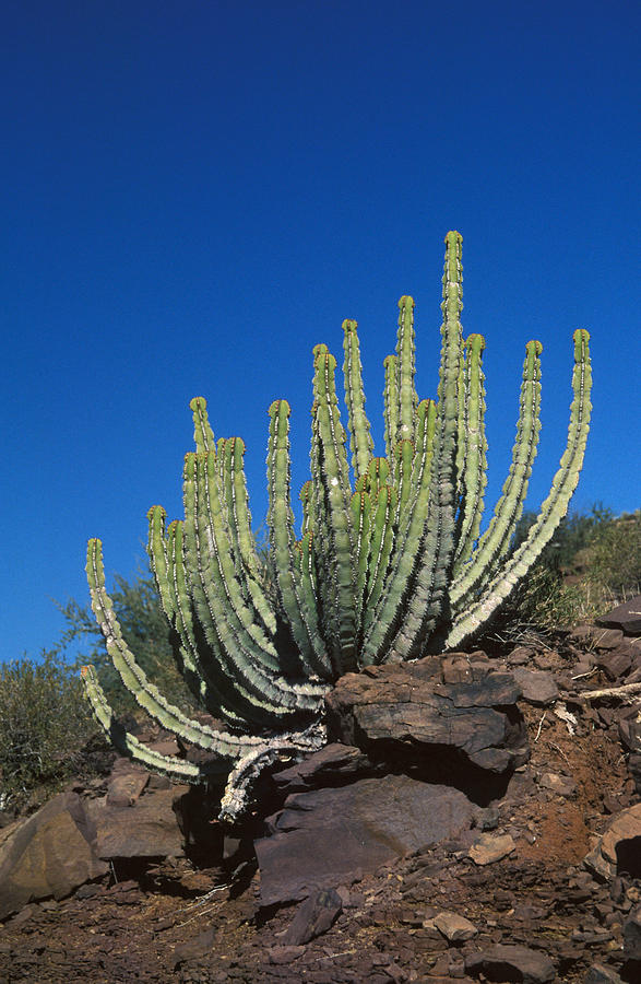 矢毒麒麟 Euphorbia virosa