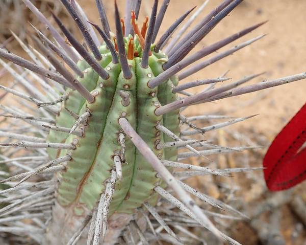 猛麒麟 Euphorbia ferox