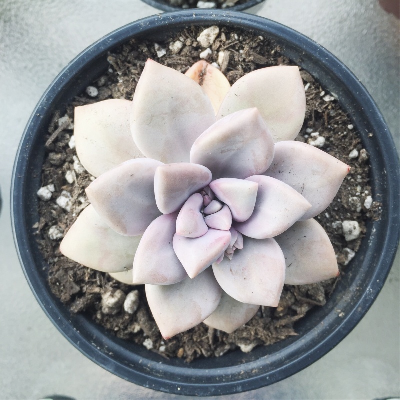 塞维涅夫人 Graptopetalum 'Marquise de Sévigné'