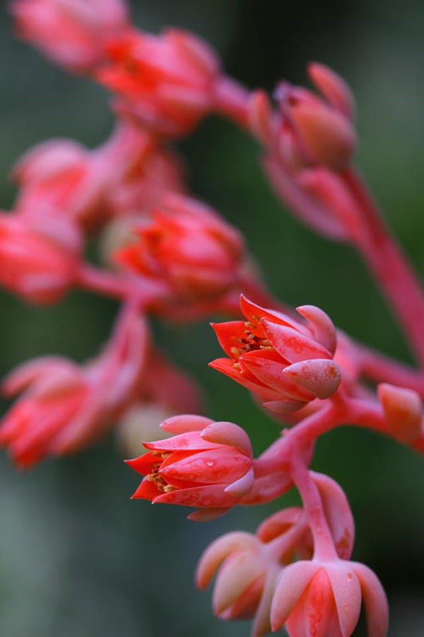 胭脂 Echeveria gila开花