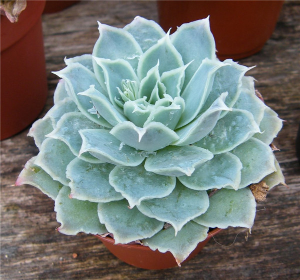 Echeveria simulans,Galena加利娜