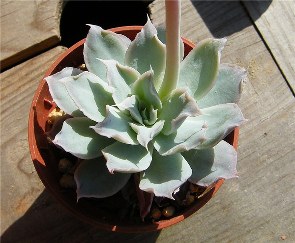 Echeveria simulans,Galena加利娜