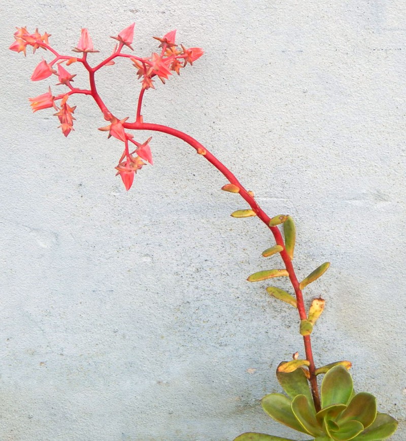 雪莲系，Echeveria 'Galleguita'