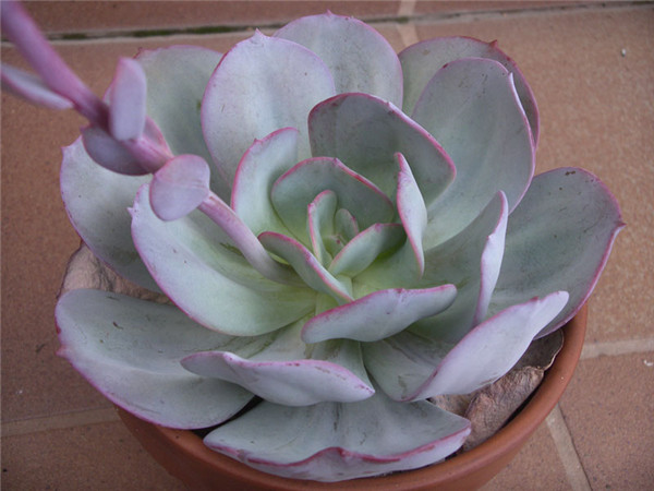 胭脂 Echeveria gila