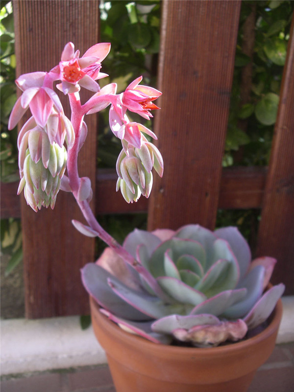 胭脂 Echeveria gila开花