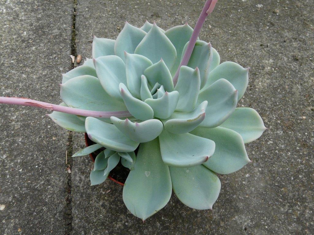 歌莉娅 xGraptoveria 'Gloria'