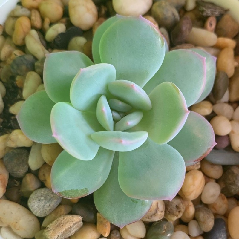 花月夜杂雪莲，白桃 Echeveria 'Hakutou'