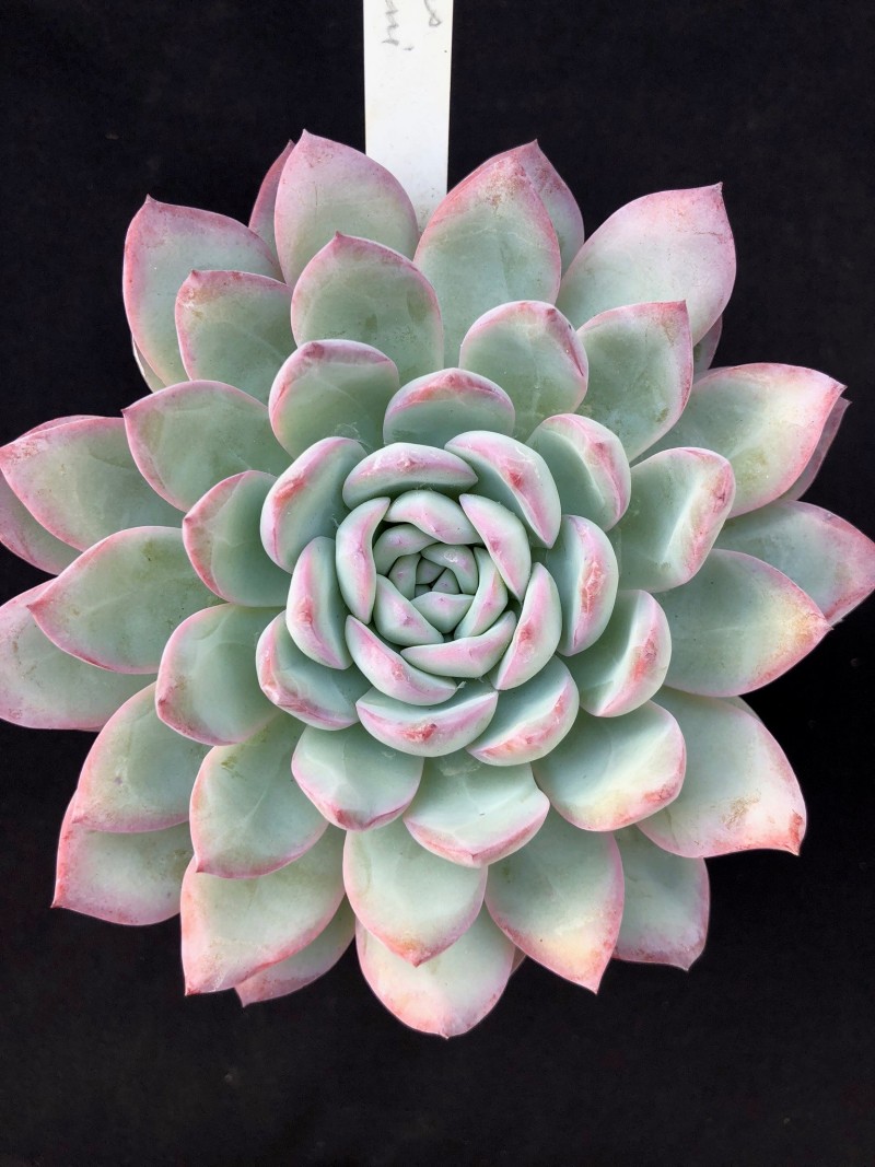 花月夜杂雪莲，白桃 Echeveria 'Hakutou'