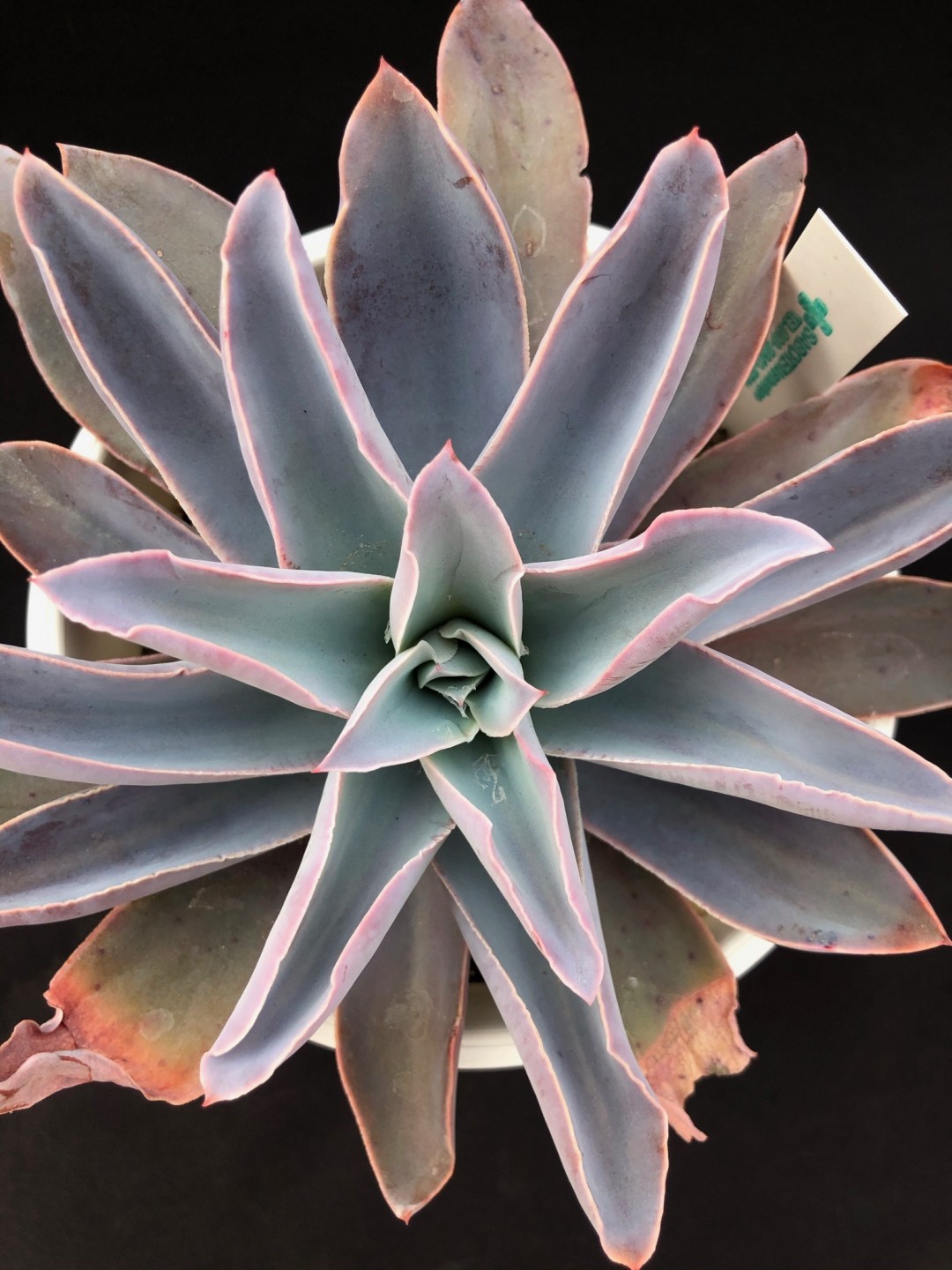 白鹤 Echeveria 'Hakutsuru' /Echeveria 'White Crane'