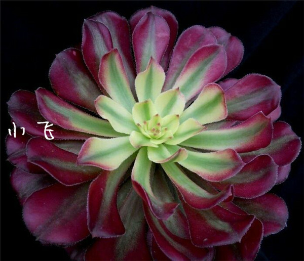 法师红覆轮锦（Aeonium Mardi Gras)的前世今生