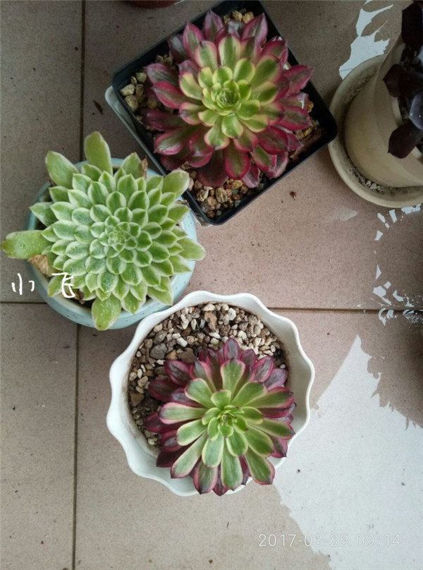 法师红覆轮锦（Aeonium Mardi Gras)的前世今生