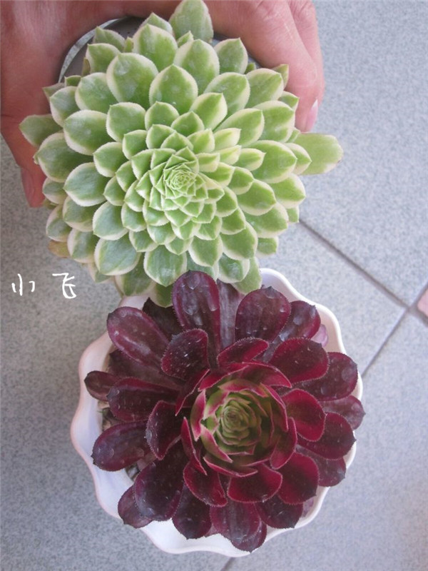 法师红覆轮锦（Aeonium Mardi Gras)的前世今生