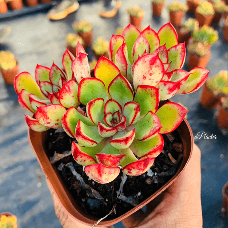 红花女王 Echeveria 'Red Flower Queen'