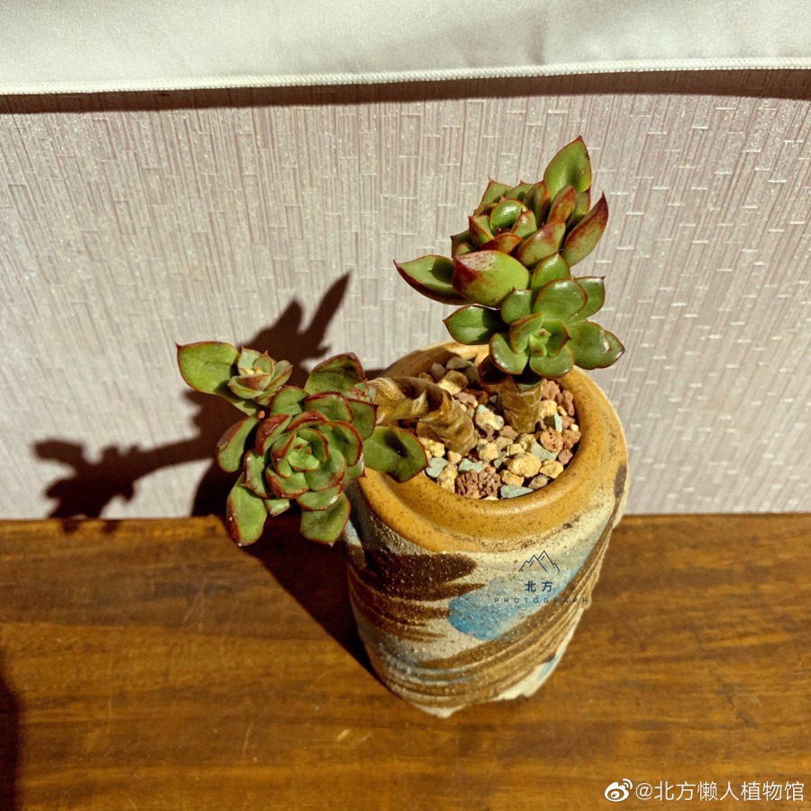 红花女王 Echeveria 'Red Flower Queen'