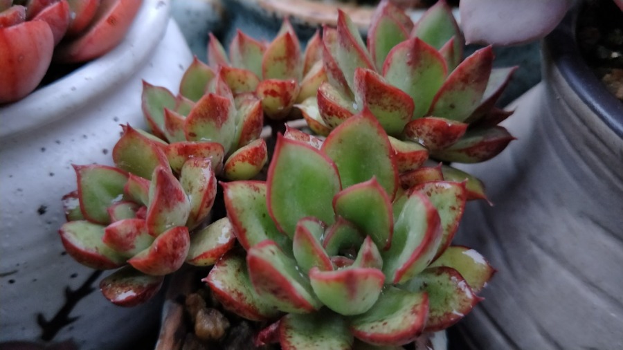 红花女王 Echeveria 'Red Flower Queen'