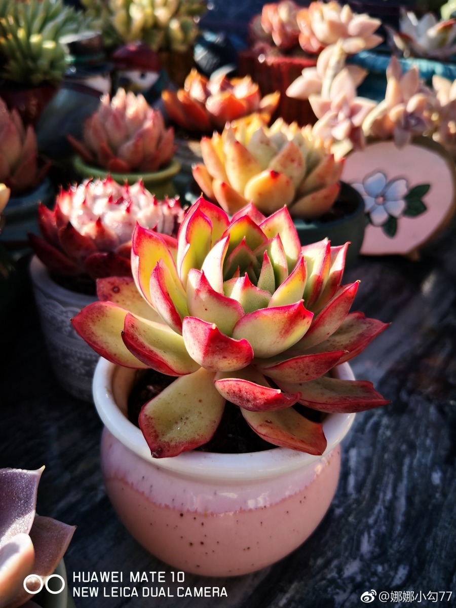 红花女王 Echeveria 'Red Flower Queen'