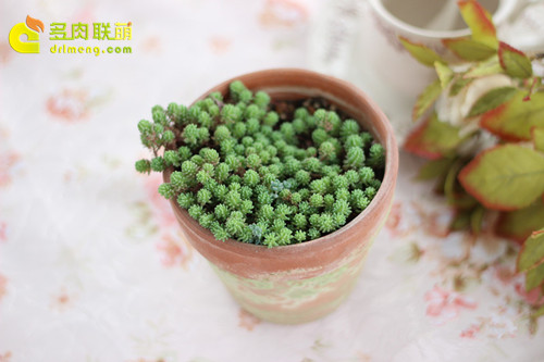 hongtao