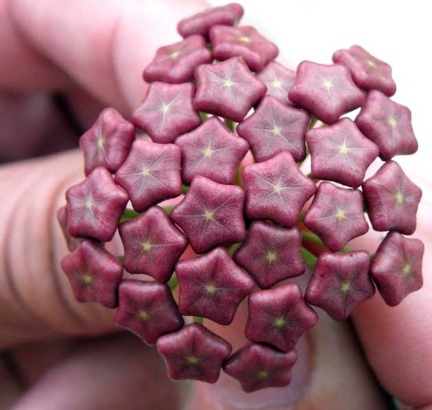 hoya1