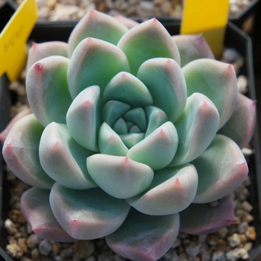 冰山 Echeveria 'Ice Mountain'