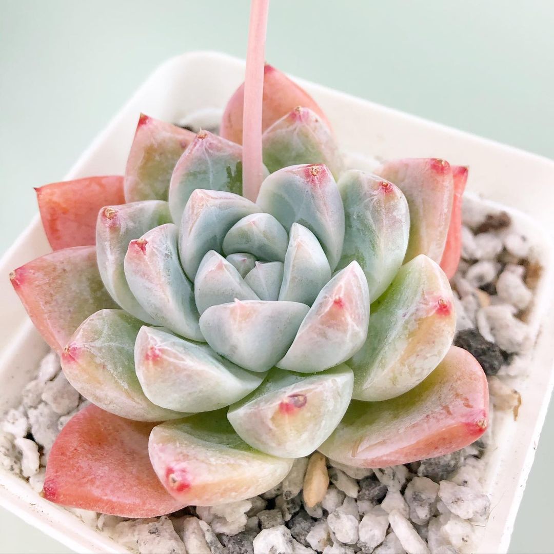 冰山 Echeveria 'Ice Mountain'