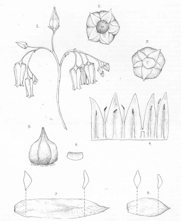 勃兰特，花序和花