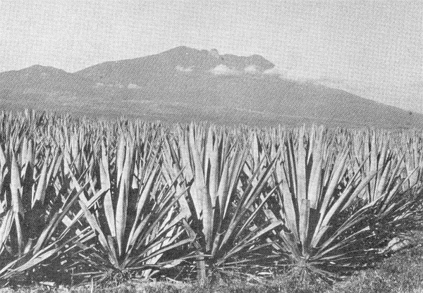 Tequila火山的熔岩地貌，全是龙舌兰