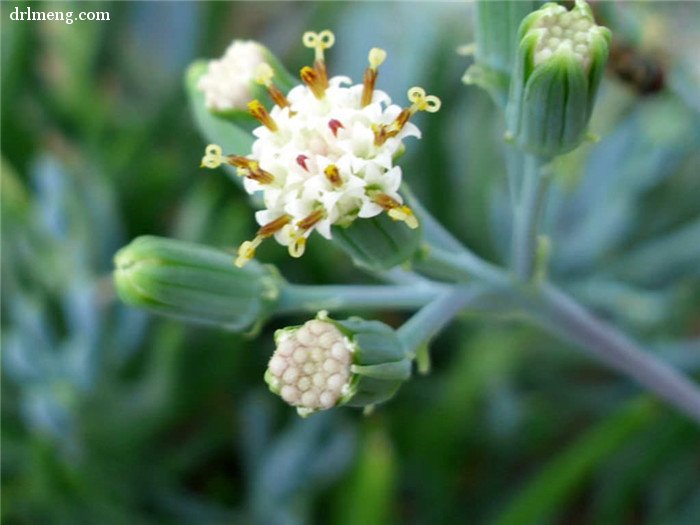 蓝松 Senecio serpens 开花