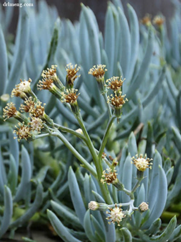 蓝松 Senecio serpens 开花