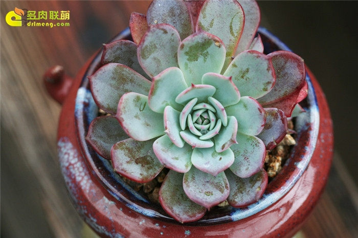 劳伦斯 Echeveria Anrensy