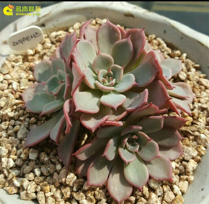 劳伦斯 Echeveria Anrensy