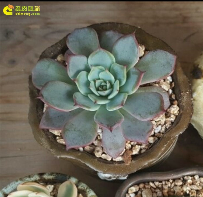 劳伦斯 Echeveria Anrensy