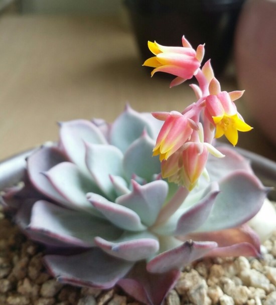 劳伦斯 Echeveria Anrensy 开花