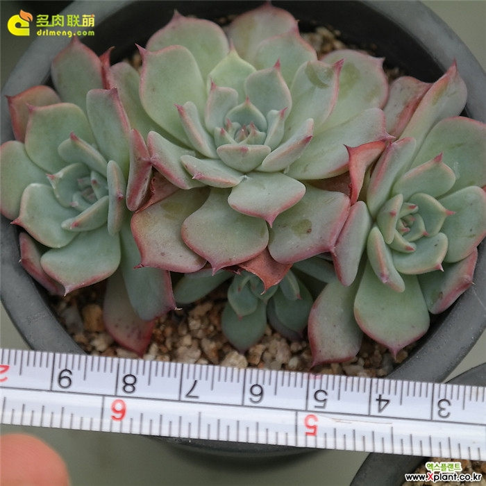 劳伦斯 Echeveria Anrensy