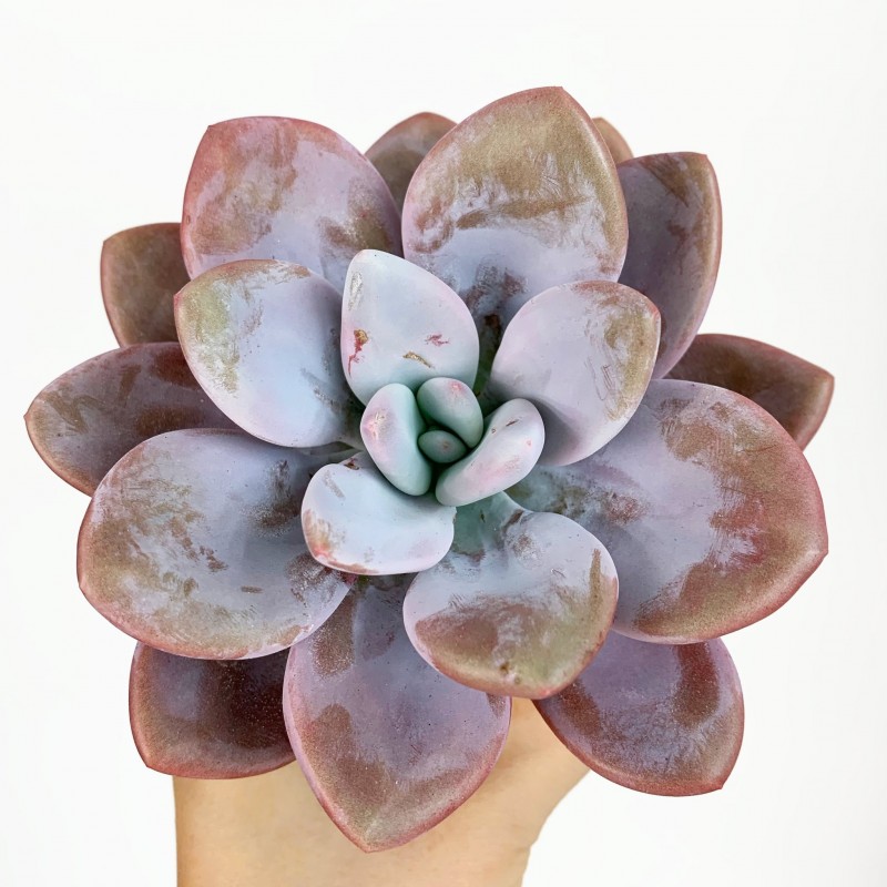 雪莲杂桃蛋 xGraptoveria 'Laon'