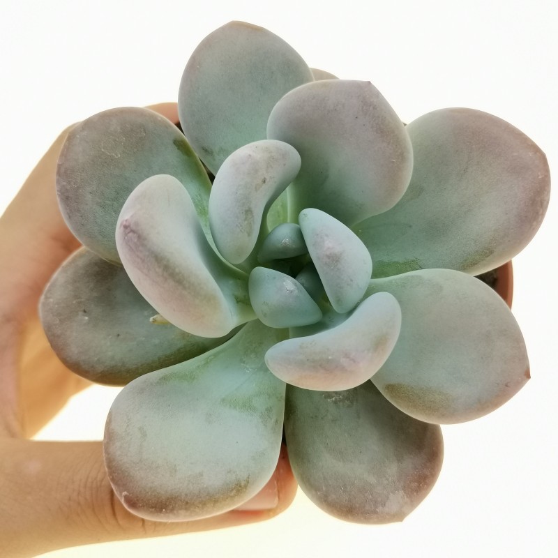 雪莲杂桃蛋 xGraptoveria 'Laon'