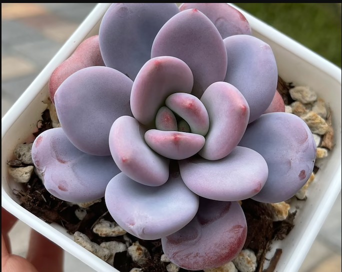 雪莲杂桃蛋 xGraptoveria 'Laon'