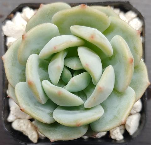 Echeveria 'Captain Lee'