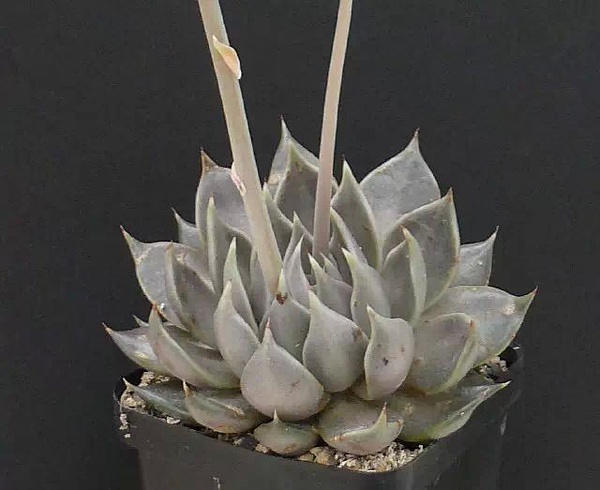 拓跋莲 Echeveria tobarensis