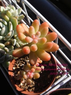 恋心 Sedum pachyphyllum koigokoro